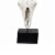 Wild & Beautiful Cow Skull, Resin- Saltoro Sherpi Perspective: top