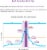 Easy@Home 50 Ovulation & 20 Pregnancy Test Strips Combo Kit Perspective: top