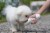 Pet Life PYURE Handheld Travel Filtered Water Feeder Perspective: top
