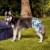 Midlee Blue Hibiscus Hawaiian Dog Board Shorts (XXX-Large) Perspective: top