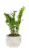 Monteverde Foliage House Plant Perspective: top