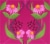 Pukka Organic Elderberry & Echinacea Fruit Tea Bags Perspective: top