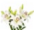Tango-LA´s Lily Box Perspective: top