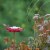 More Birds® Hummingbird Plastic Nectar Feeder Perspective: top