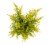 Aster Mix Celebration Bouquet Perspective: top