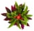 Cold Resistant Tropical ECB Bouquet Perspective: top