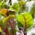 80 Acres Farms® Power Crunch Salad Blend Mix with Lettuce Kale Chard & Microgreens Perspective: top