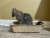 Midlee Disposable Cat Litter Boxes Pack of 5- Travel Portable Pet Tray Liner Perspective: top