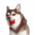 Midlee 1.5 Mini Squeaker Christmas Dog Tennis Balls - Red/Green Pack of 12 Perspective: top