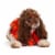 Midlee Thanksgiving Turkey Decorative Dog Collar (Medium) Perspective: top