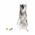 Midlee Mini Dog Tennis Balls - Blue/Yellow- Pack of 4 Perspective: top
