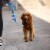 GF PET Poop Bag Dispenser Perspective: top
