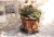 DeVault Enterprises DEV2400EX 24 in. Plant Stand Dolly Set, Espresso Perspective: top