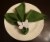 Vibhsa Butterfly Napkin Rings - White Perspective: top
