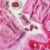 Rit DyeMore Synthetic Super Pink Perspective: top