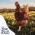 Happy Egg Co® Free Range Large Brown Vitamin+ Eggs Perspective: top