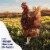 Happy Egg Co® Free Range Large Brown Vitamin+ Eggs Perspective: top