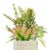 HD Designs Succulent/Agave In Ceramic Pot Perspective: top