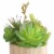 HD Designs Succulent in Round Wood Pot Perspective: top