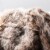 Safavieh Dusty Fur Throw - Grey Perspective: top
