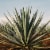 Tequila Ocho Anejo Single Estate La Estancia Perspective: top