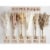 Bannifll, Dried Pampas Grass Bouquet, Boho Table Decor - 110 PCS Perspective: top
