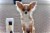 Pet Odour Neutraliser Wax Melts Perspective: top