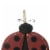 Glitzhome 11.5 H Distressed Solid Wood Ladybug Birdhouse Perspective: top
