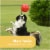 Noa Store 10  Unbreakable Dog Ball Toy - Durable & Lightweight Perspective: top