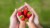 Freeze-Dried Strawberry Crisps 15g (.53oz) - 12-PACK Perspective: top