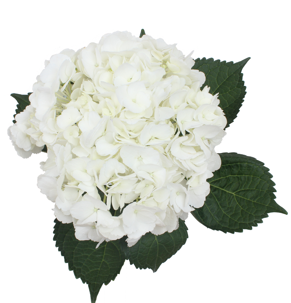 MacKenzie-Childs White Hydrangea Urn Filler - QVC.com