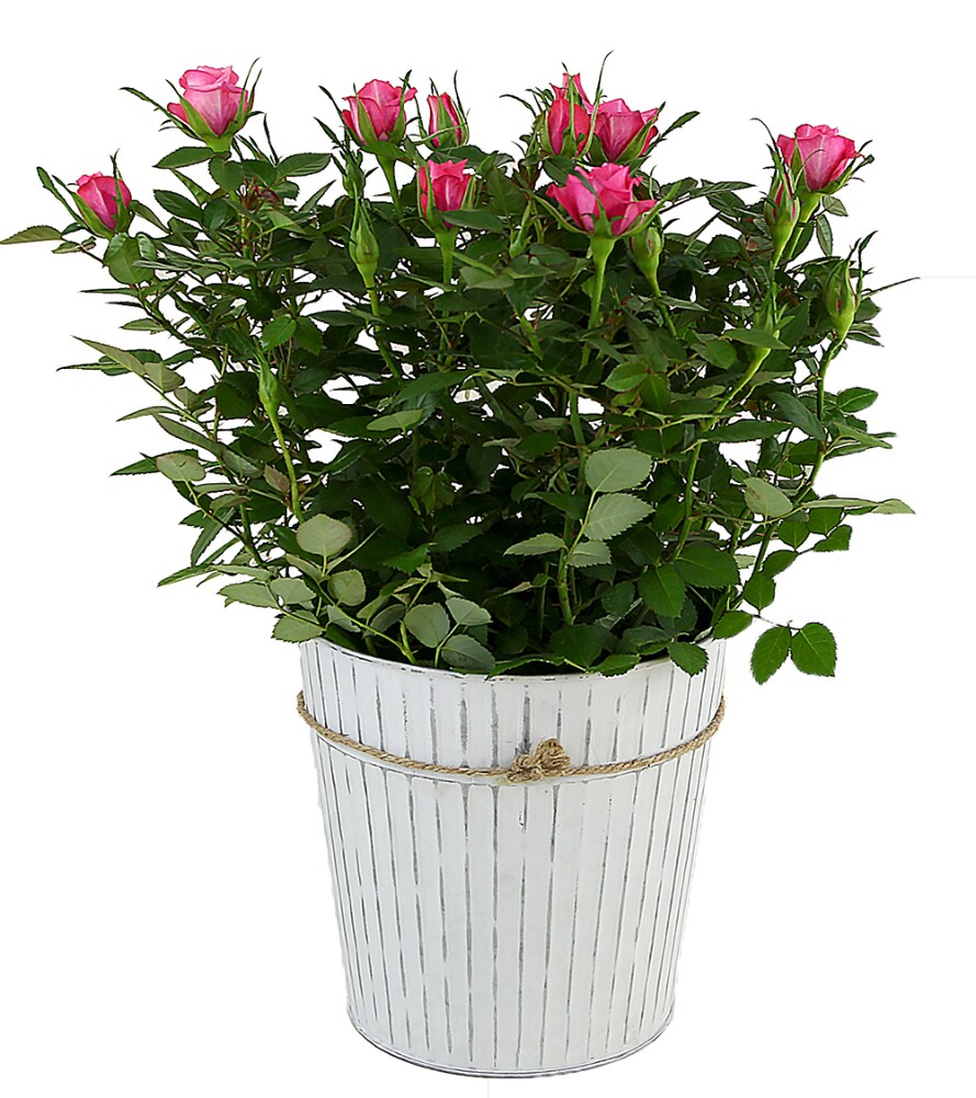 Pink Roses In Whitewashed Tin Approximate Delivery Is 2 7 Days 1 Ct Pick N Save