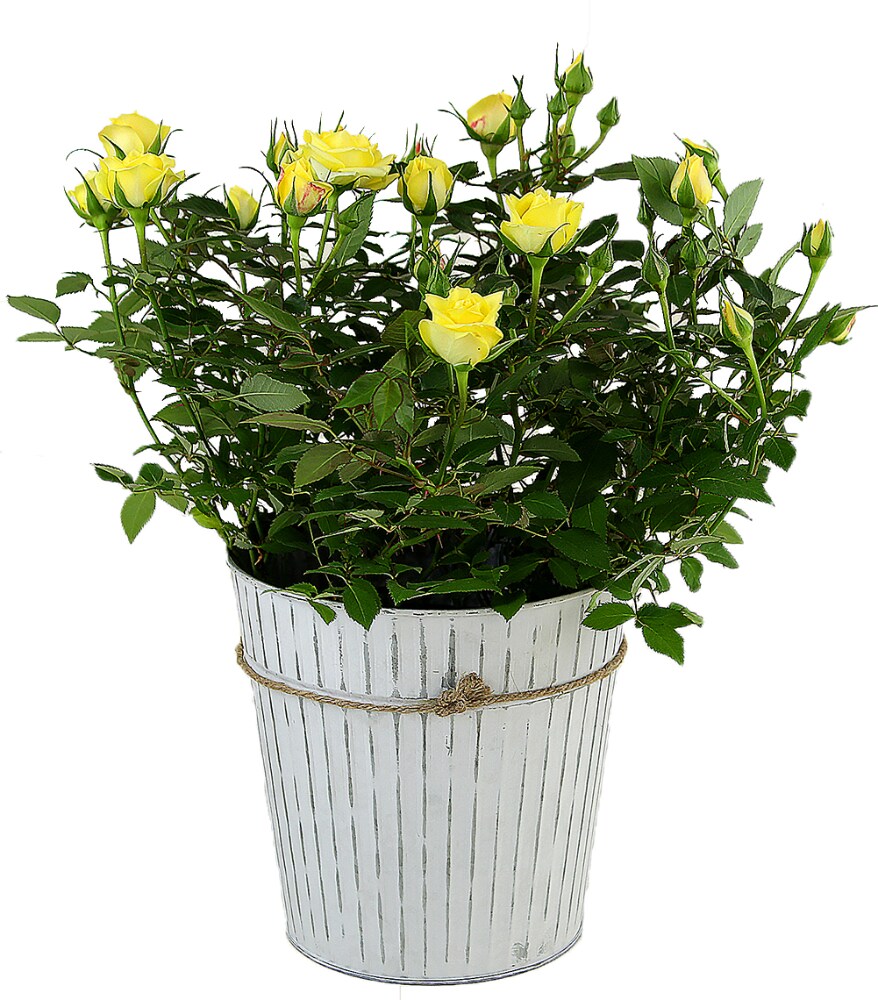 Tin Potted Yellow Rose Approximate Delivery Is 2 7 Days 1 Ct City Market