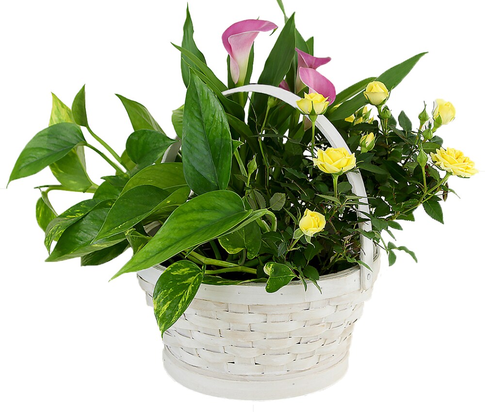 White Basket Potted Colorful Garden Floral Arrangement Approximate Delivery Is 2 7 Days 1 Ct Qfc