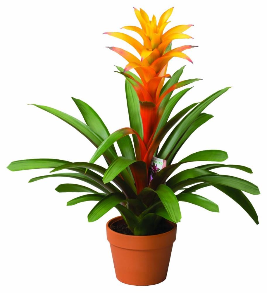 Costa Farms Bromeliad Plant Grower S Choice Colors In 4 In Decor Por Co Bro4gp 3 Bam The Home Depot