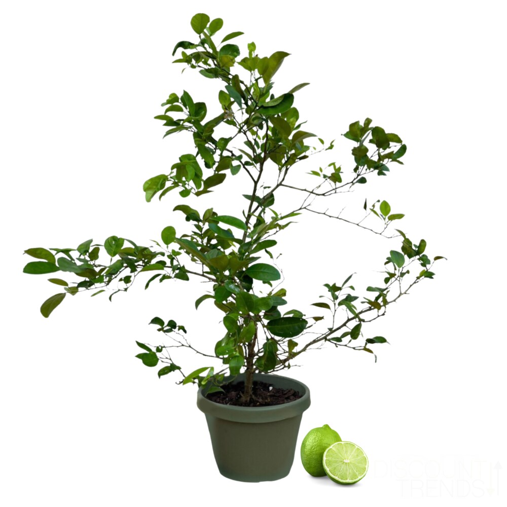 Premium Tree - Lime Premium Tree - Lime