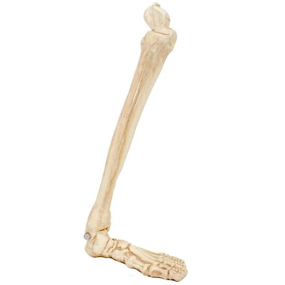 Crazy Bonez Skeleton Leg Bone Scary Halloween Decor Seasons Crazy Bonez Skeleton Leg Bone Scary Halloween Decor Seasons
