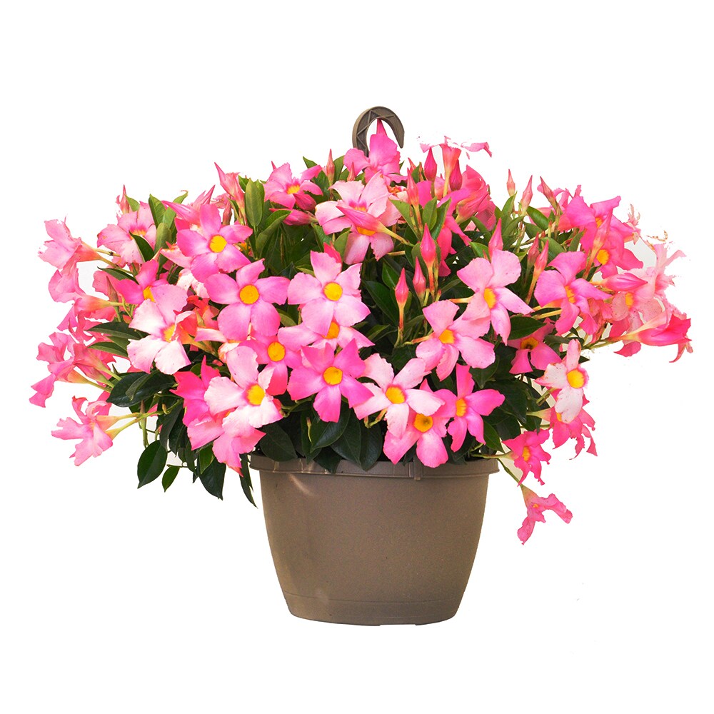 Mandevilla Hanging Basket Plant Pink Approximate Delivery Is 2 7 Days 10 Inch Pot King Soopers