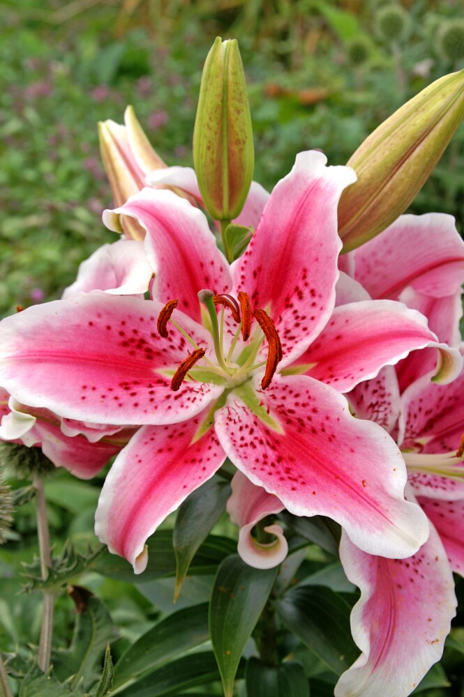 【期間限定特価】 Stargazer Teeter Harris - 1 pack), (3 Lily Oriental その他